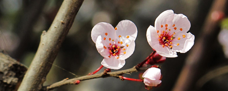 樱花病虫害症状与防治 樱花病虫害防治方法