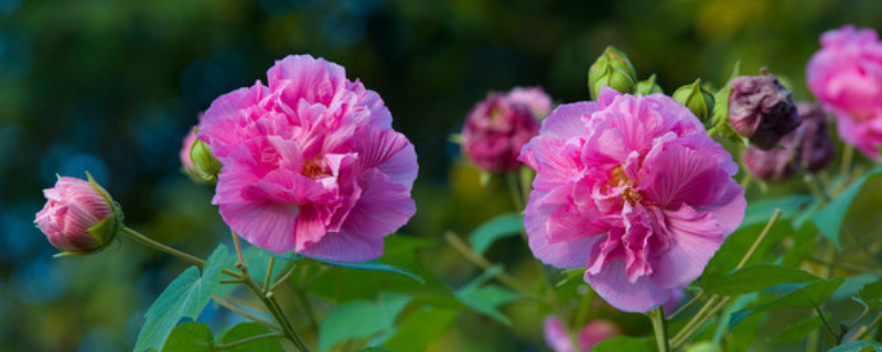 芙蓉花休眠怎么办 芙蓉休眠怎么回事