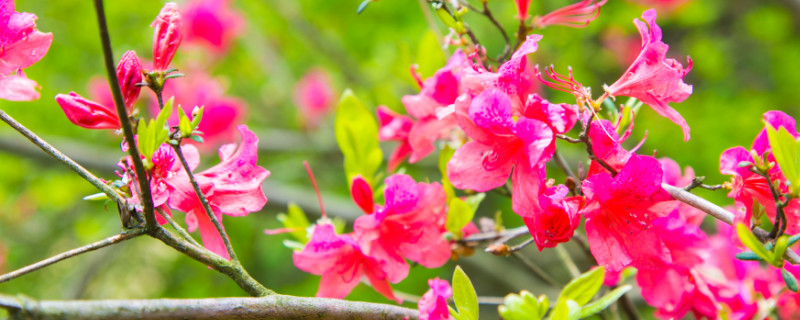 杜鹃花换盆用什么底肥（杜鹃花换盆用什么土好）