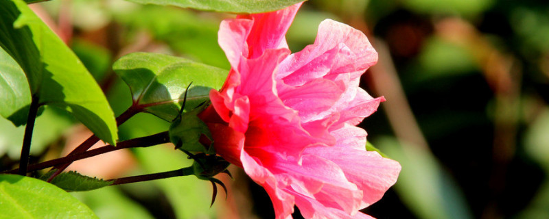 芙蓉花长长就死是咋回事 芙蓉花不开花的花枯了怎么回事