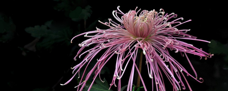 水培菊花怎么养大（水培小菊花怎么养）