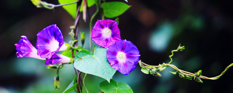 牵牛花种子能保存多久 牵牛花种子隔年还能用吗