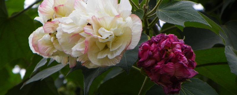 芙蓉花水栽可以么（水芙蓉盆栽）