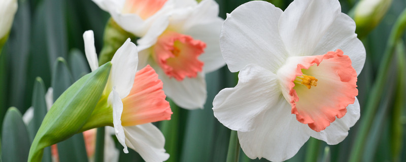 水仙花怎样叫它开花（水仙花开什么花）