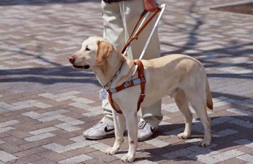 导盲犬种类图片大全 小型导盲犬的种类图片及名称
