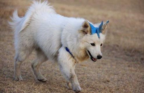 狐狸犬种类图片大全 狐狸犬品种