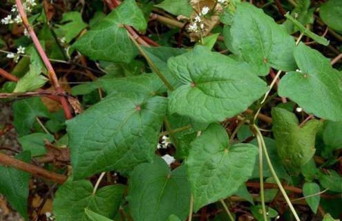 小野荞麦