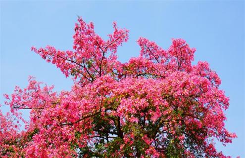 木棉花简介 木棉花简介内容