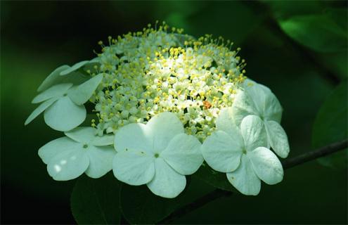 琼花简介及图片大全 琼花的图片大全