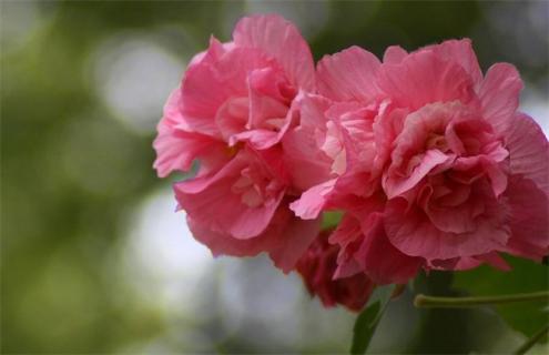 木芙蓉简介及图片大全（木芙蓉是什么样子的）