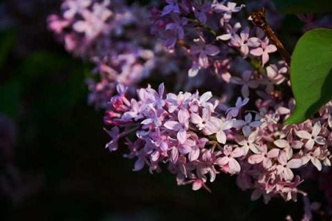 丁香花的功效与作用 暴马丁香花的功效与作用