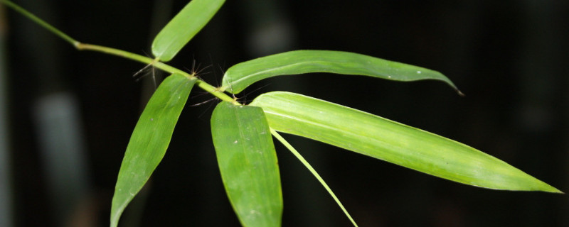 竹子怕冻吗 家里养的竹子怕冻吗