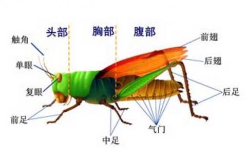 蝗虫的呼吸器官是什么（蝗虫进行呼吸作用的器官）