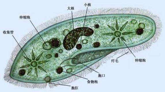 草履虫