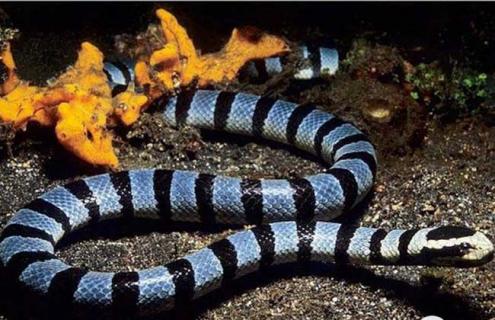 海蛇有毒吗 平颏海蛇有毒吗