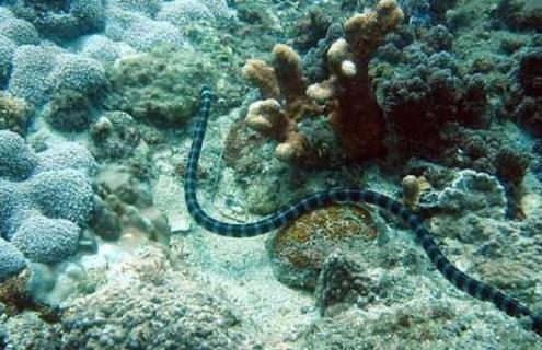 海蛇图片 黄腹海蛇图片