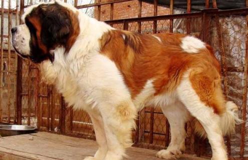 肉狗养殖赚钱吗 肉狗养殖利润