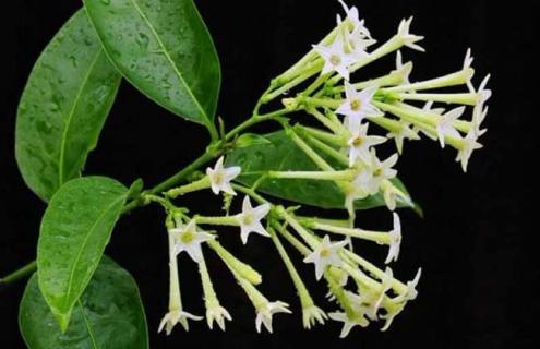 夜来香花图片 夜来香花图片及特点