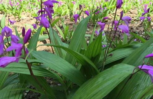 白芨种类图片大全 白芨图片大全