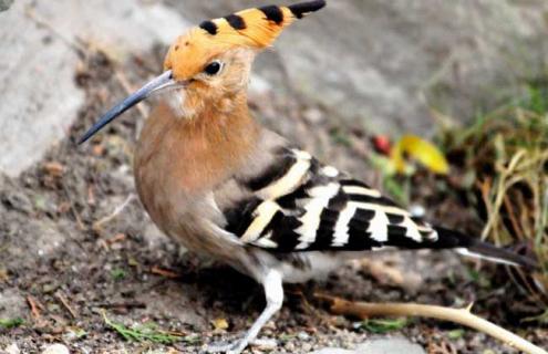 啄木鸟吃什么食物 啄木鸟吃什么食物木鸟除了虫子吃什么