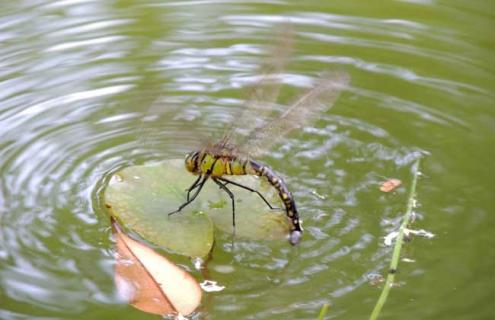 蜻蜓点水是为了什么 蜻蜓点水是为了什么答案