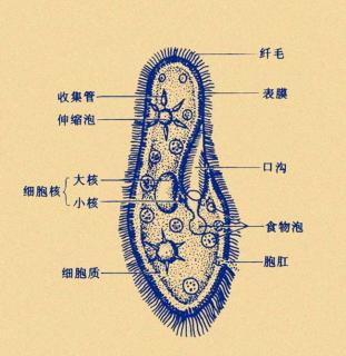 草履虫