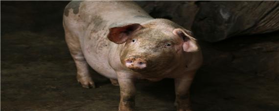 冬天猪栏氨气重 猪场氨气重了对猪的危害