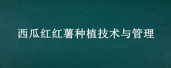 西瓜红红薯种植技术与管理（西瓜红红薯种植技术与管理鲤鱼鲤鱼）