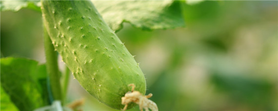 黄瓜种植温度多少合适（黄瓜种植适宜温度）