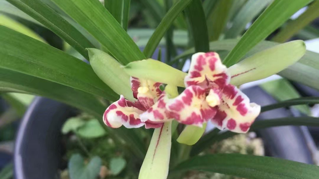 生根粉泡根要多久兰花 生根粉泡根要多久兰花才能开花