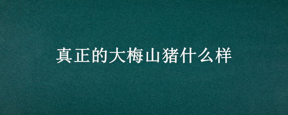 真正的大梅山猪什么样 大梅山猪和小梅山猪的区别