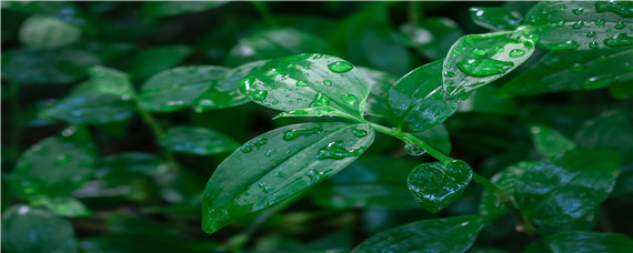 雨水种什么农作物（雨水节气的农作物）