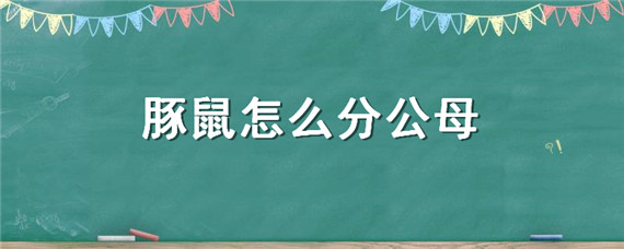 豚鼠怎么分公母 豚鼠多大可以分出公母