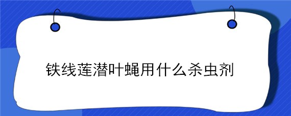 铁线莲潜叶蝇用什么杀虫剂 铁线莲潜叶蝇用什么药