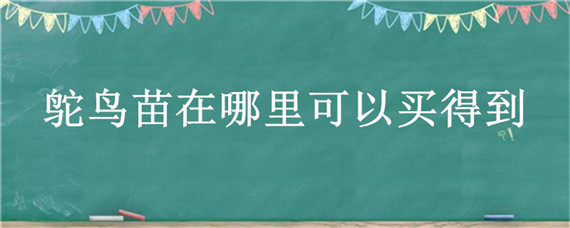 鸵鸟苗在哪里可以买得到 鸵鸟苗怎么买