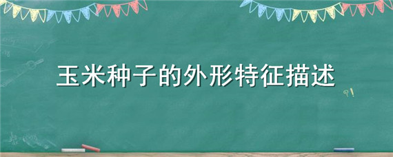 玉米种子的外形特征描述 玉米种子形态描述