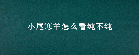 小尾寒羊怎么看纯不纯（小尾寒羊什么样）