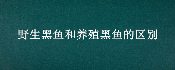 野生黑鱼和养殖黑鱼的区别（野生黑鱼和养殖黑鱼的区别图片）