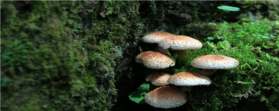 磨菇菇栽培怎样才长的又快又多 蘑菇是怎么种出来的