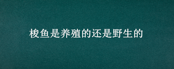 梭鱼是养殖的还是野生的 梭鱼野生和养殖的区别