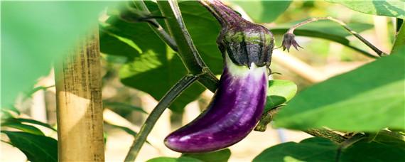 露地茄子种植管理技术 露地茄子种植管理技术 新闻