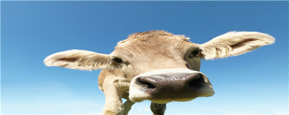 世界上最小的牛品种 世界上数量最多的牛的品种