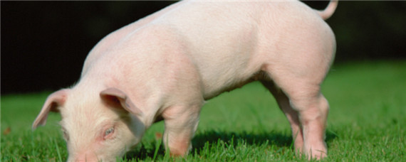 猪养多少个月可以出栏 一般猪养几个月出栏