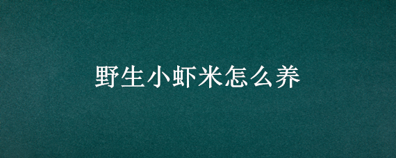 野生小虾米怎么养 小米虾养殖方法