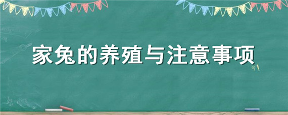 家兔的养殖与注意事项（养家兔的方法和注意事项）