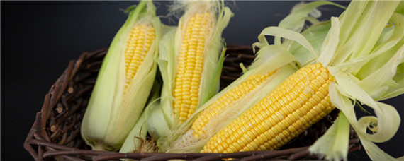 夏播玉米的高产品种（夏播玉米的高产品种有哪些）