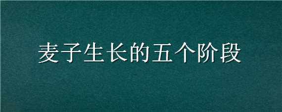 麦子生长的五个阶段 麦子生长的五个阶段图片