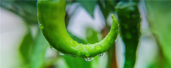 冬季大棚辣椒种植技术与管理 冬季大棚辣椒栽培技术