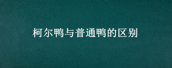 柯尔鸭与普通鸭的区别 柯尔鸭和普通鸭的区别