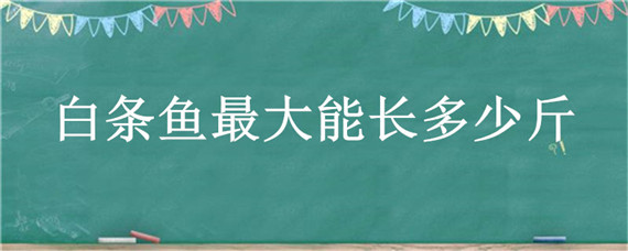 白条鱼最大能长多少斤 小白条鱼能长多大